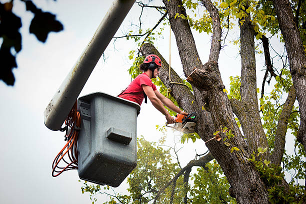 Best Tree Removal Services  in Enochville, NC